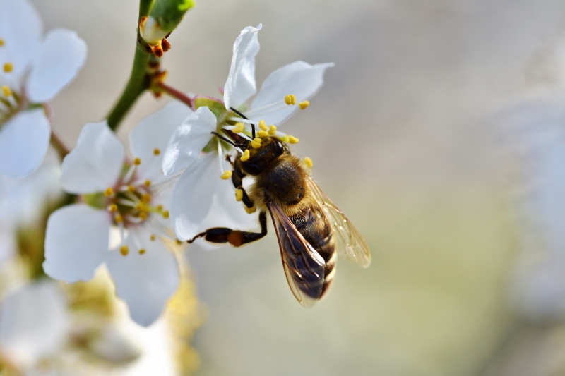 jardinerie-CARQUEIRANNE-min_bee-4092986